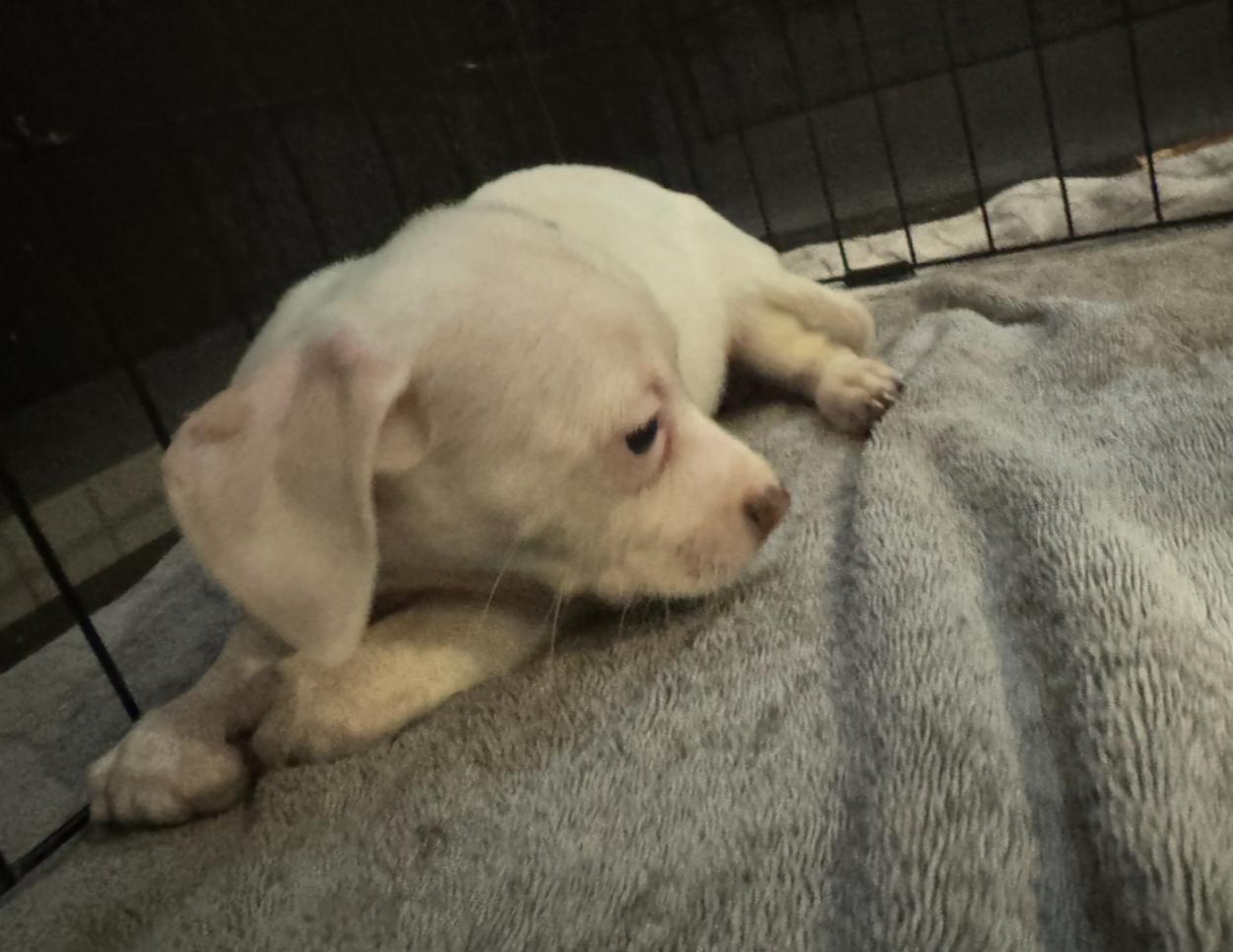 Lazy Daisy, Adoptable, Puppy Female Chihuahua.