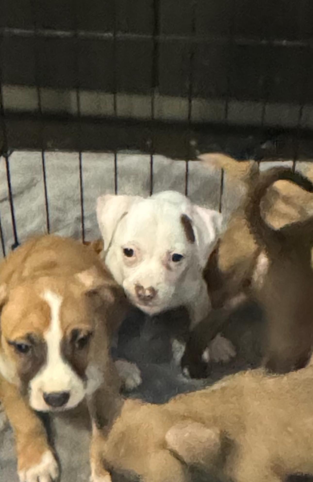 Lazy Daisy, a Adoptable Chihuahua in Los Angeles, CA image 2/5