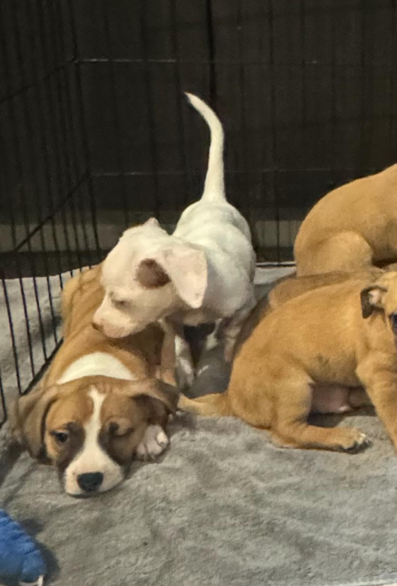 Lazy Daisy, a Adoptable Chihuahua in Los Angeles, CA image 4/5