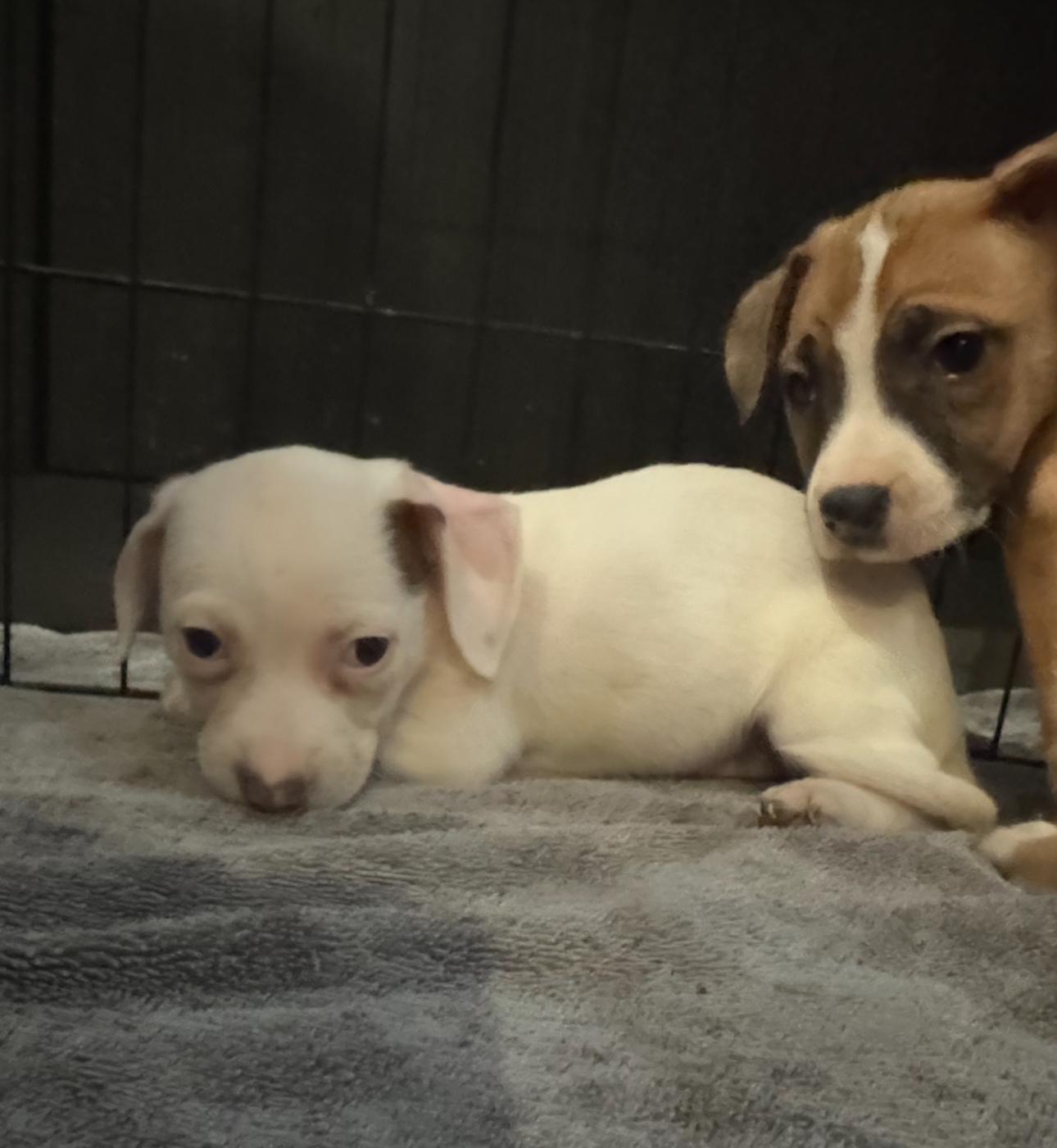 Lazy Daisy, a Adoptable Chihuahua in Los Angeles, CA image 5/5