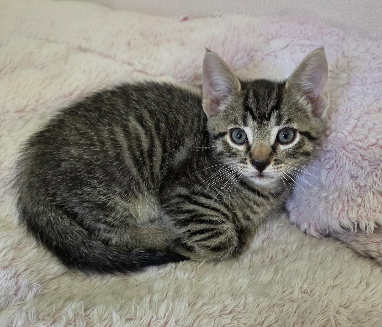 Cookie, Adopted, Kitten Male Domestic Short Hair.