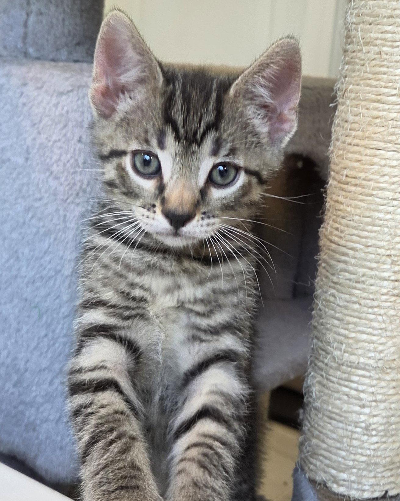 Cookie, a Adopted Domestic Short Hair in Pittsboro, NC image 2/3
