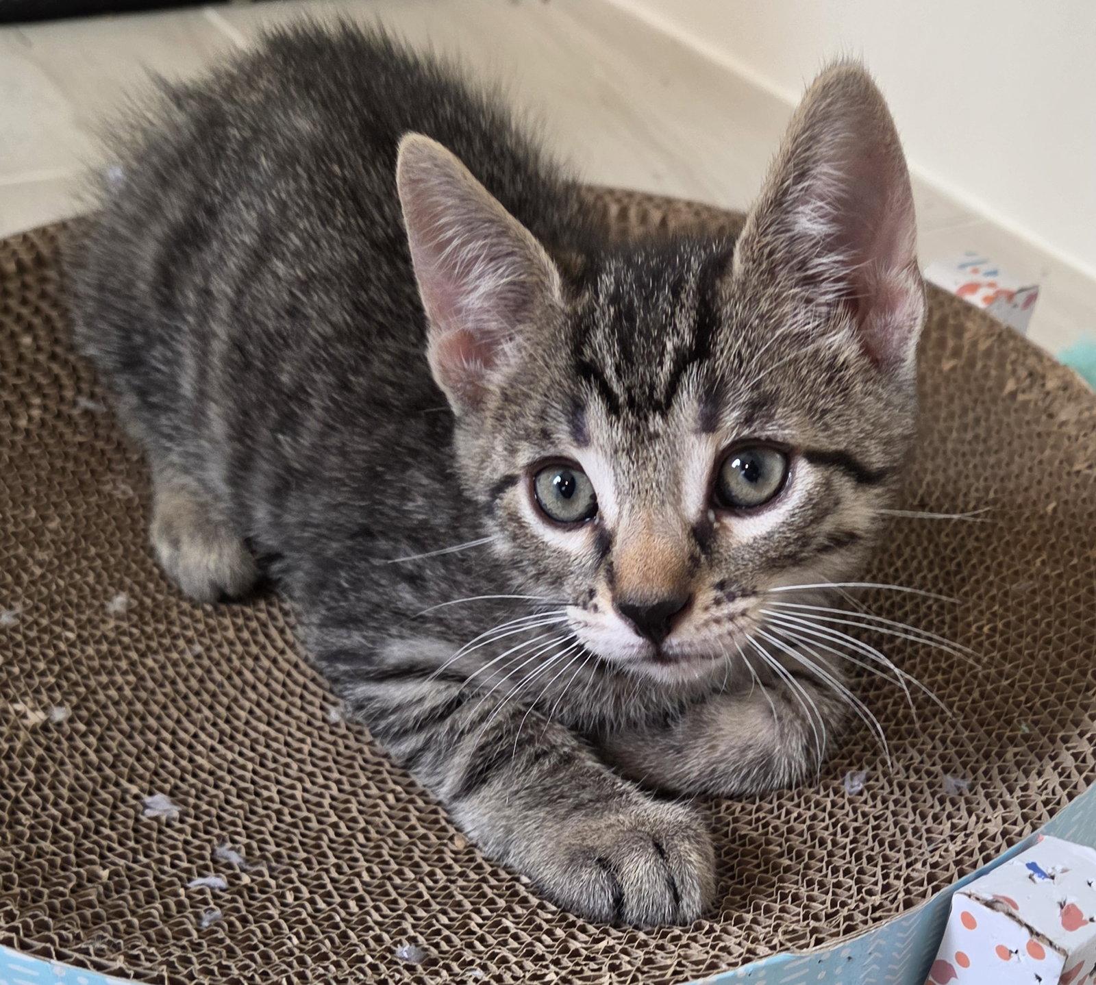 Cookie, a Adopted Domestic Short Hair in Pittsboro, NC image 3/3