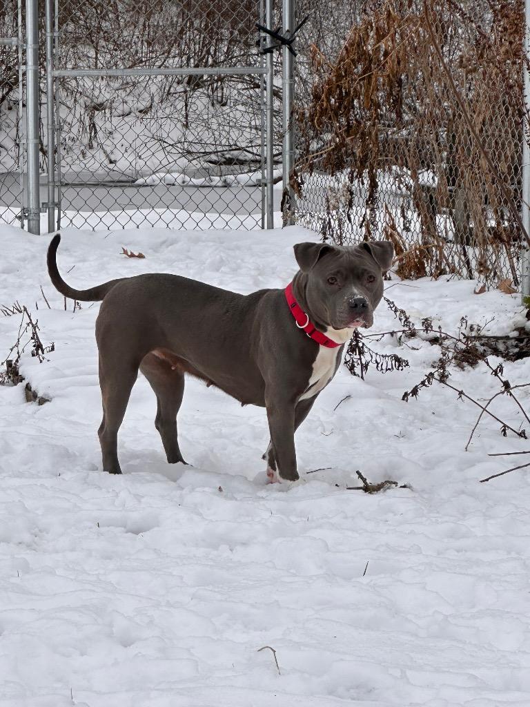 Enlarge Dream, a Adoptable American Staffordshire Terrier in Sidney, NY image 1/1