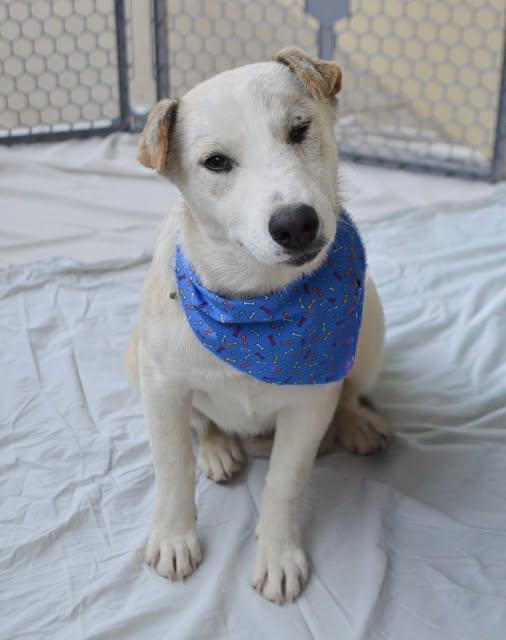 Enlarge Pipsqueak, a Adoptable Australian Cattle Dog / Blue Heeler in McKinney, TX image 1/1
