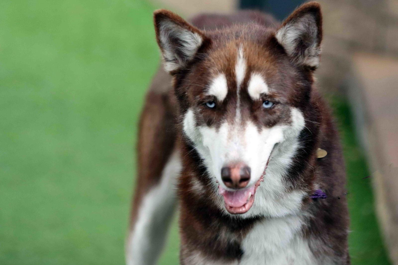 Coco, Adoptable, Young Female Siberian Husky.