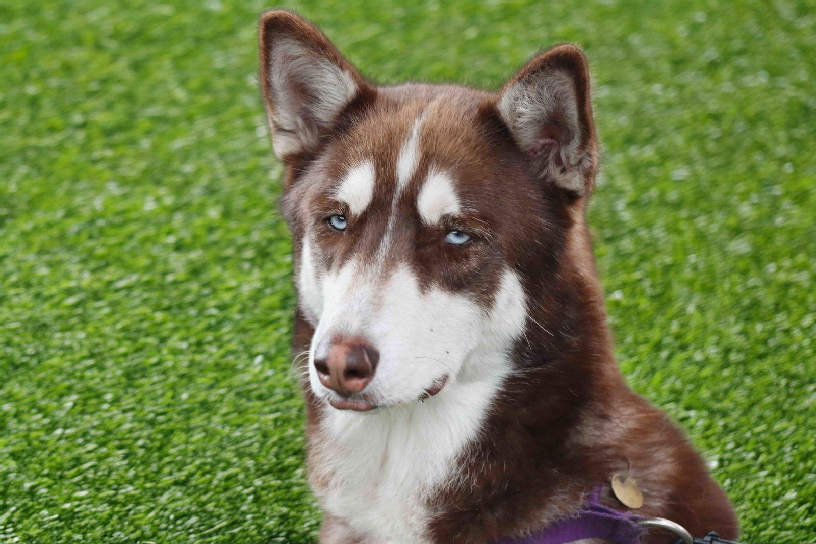 Coco, a Adoptable Siberian Husky in Walnut Creek, CA image 2/3