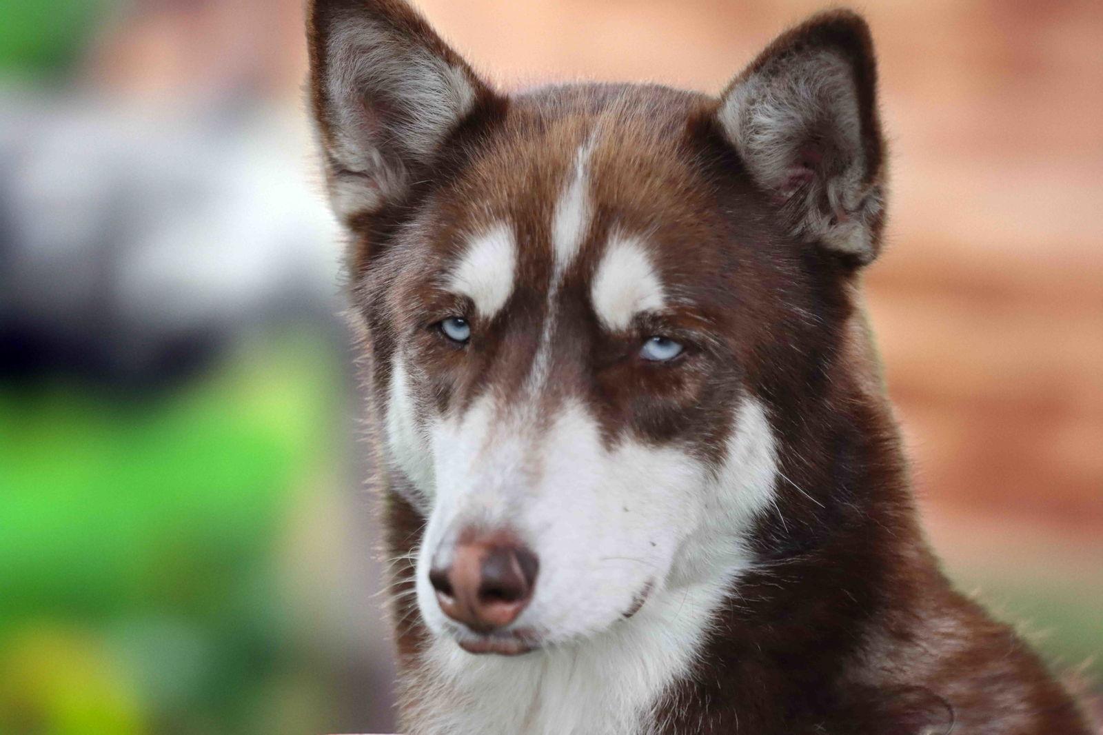 Coco, a Adoptable Siberian Husky in Walnut Creek, CA image 3/3