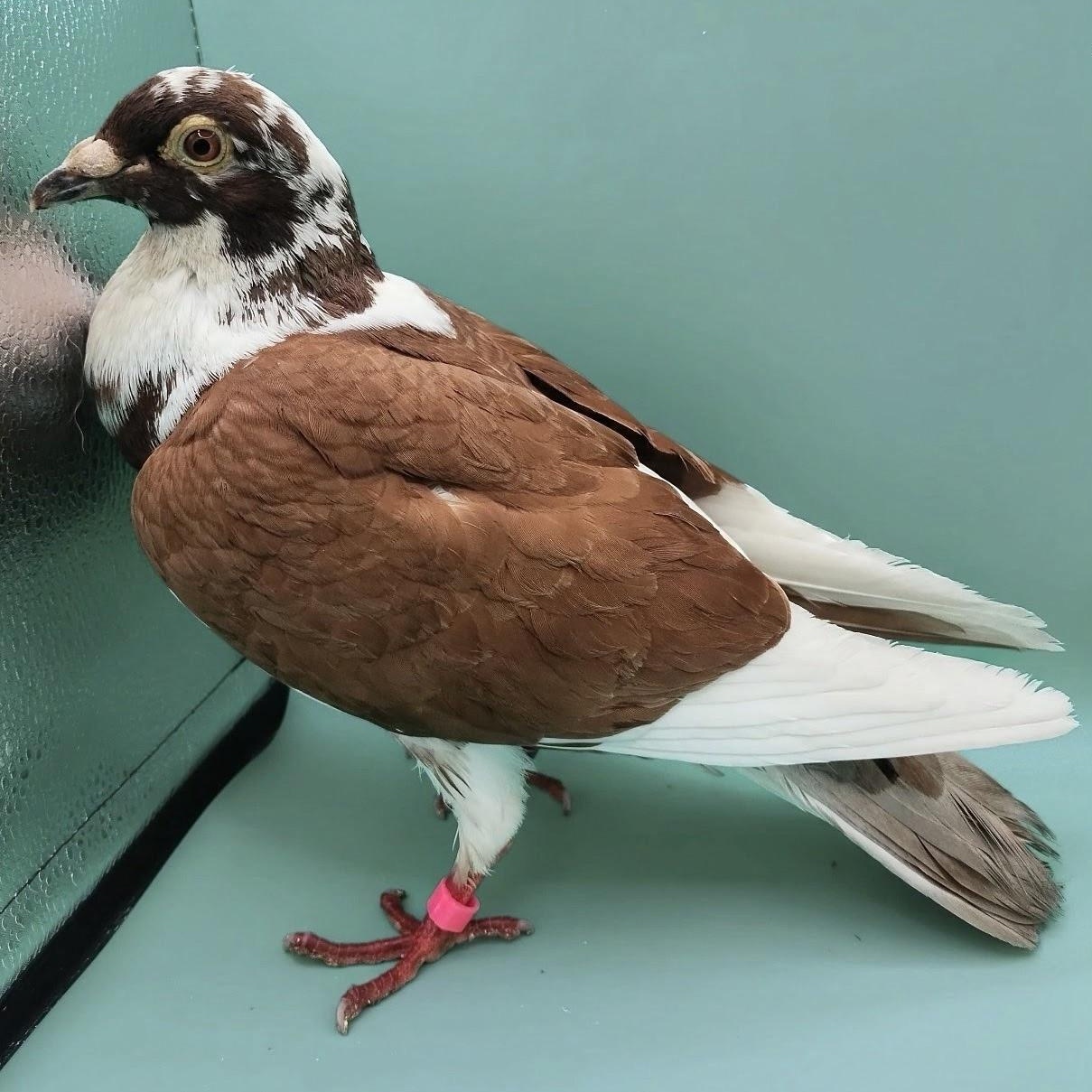 Rocky Road, an adopted Pigeon in Chicago, IL image 3/5