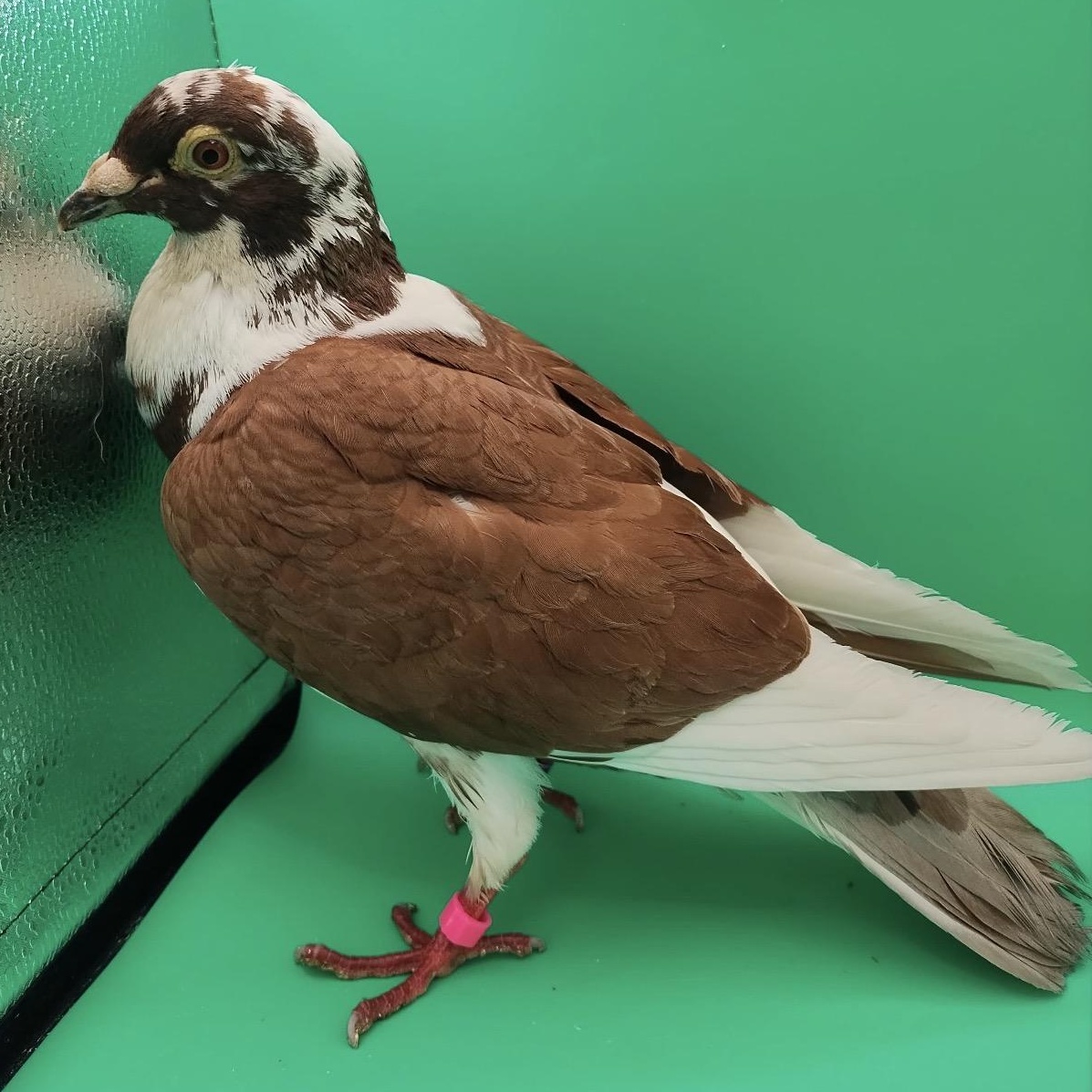 Rocky Road, an adopted Pigeon in Chicago, IL image 4/5