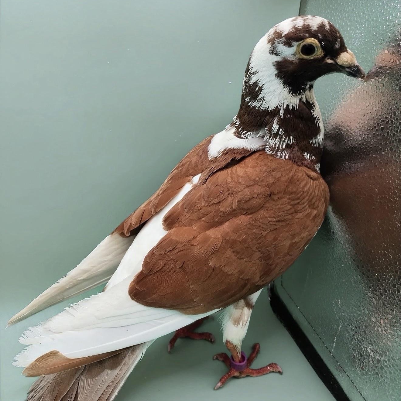 Rocky Road, an adopted Pigeon in Chicago, IL image 1/5
