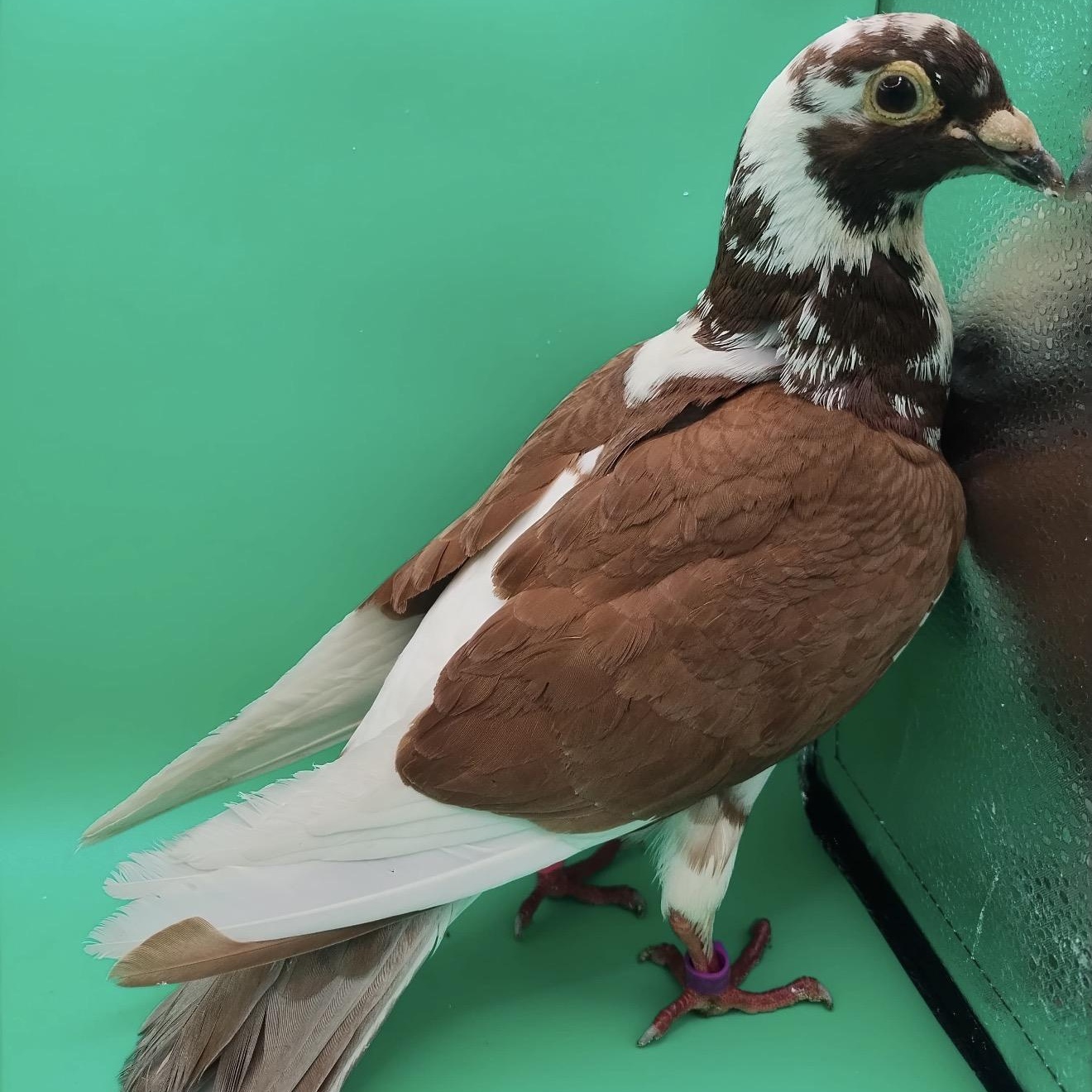 Rocky Road, an adopted Pigeon in Chicago, IL image 2/5