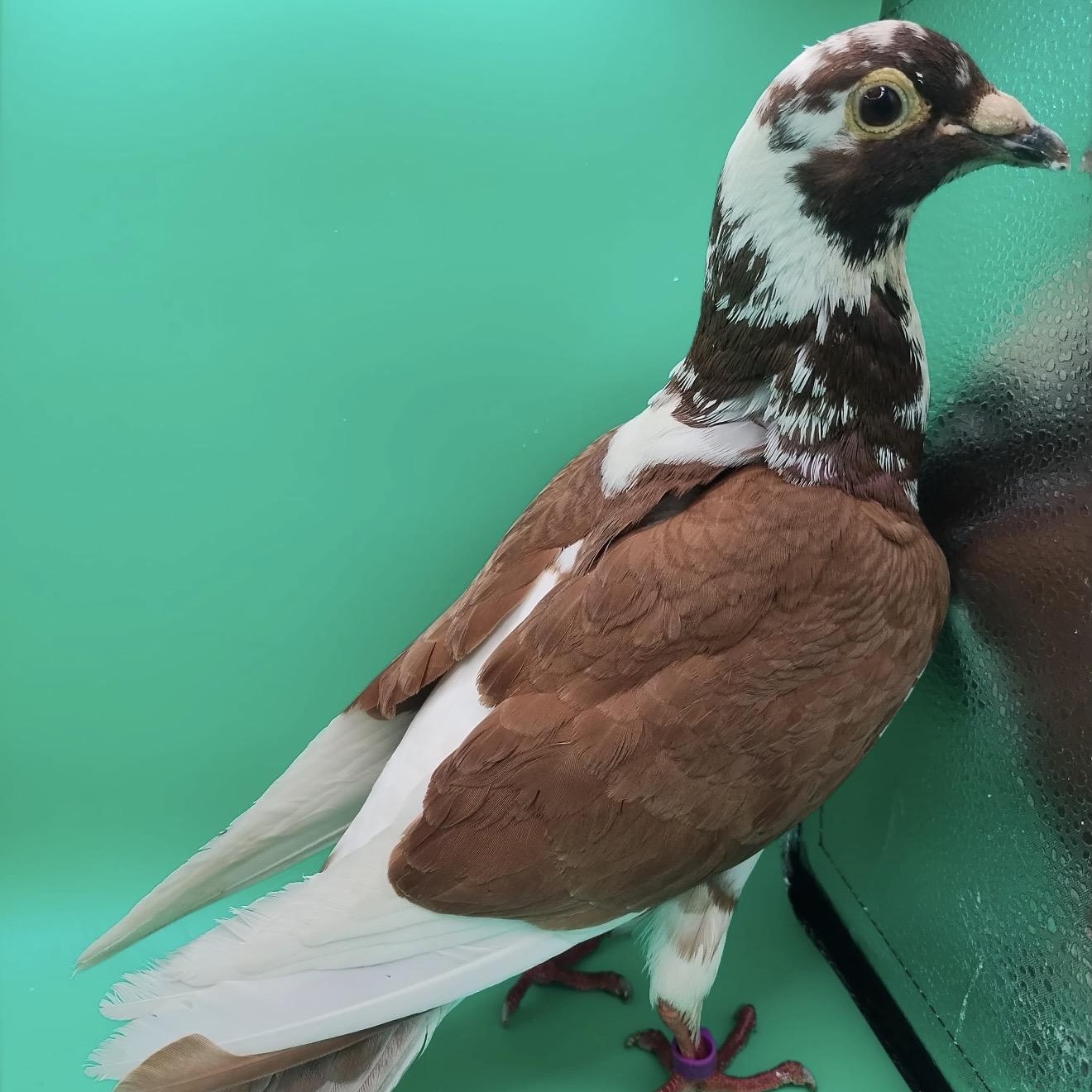 Rocky Road, an adopted Pigeon in Chicago, IL image 5/5