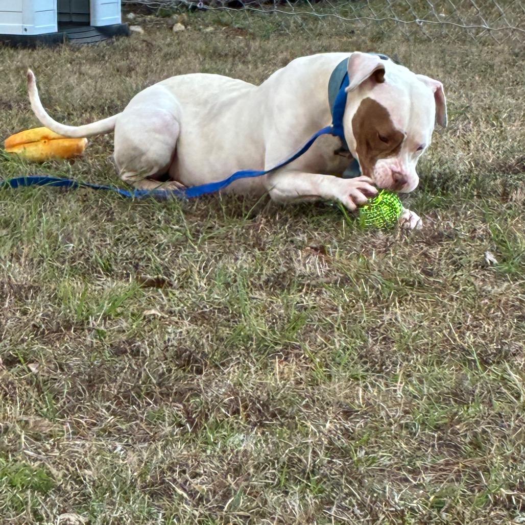 shug, Adoptable, Young Female English Bulldog.