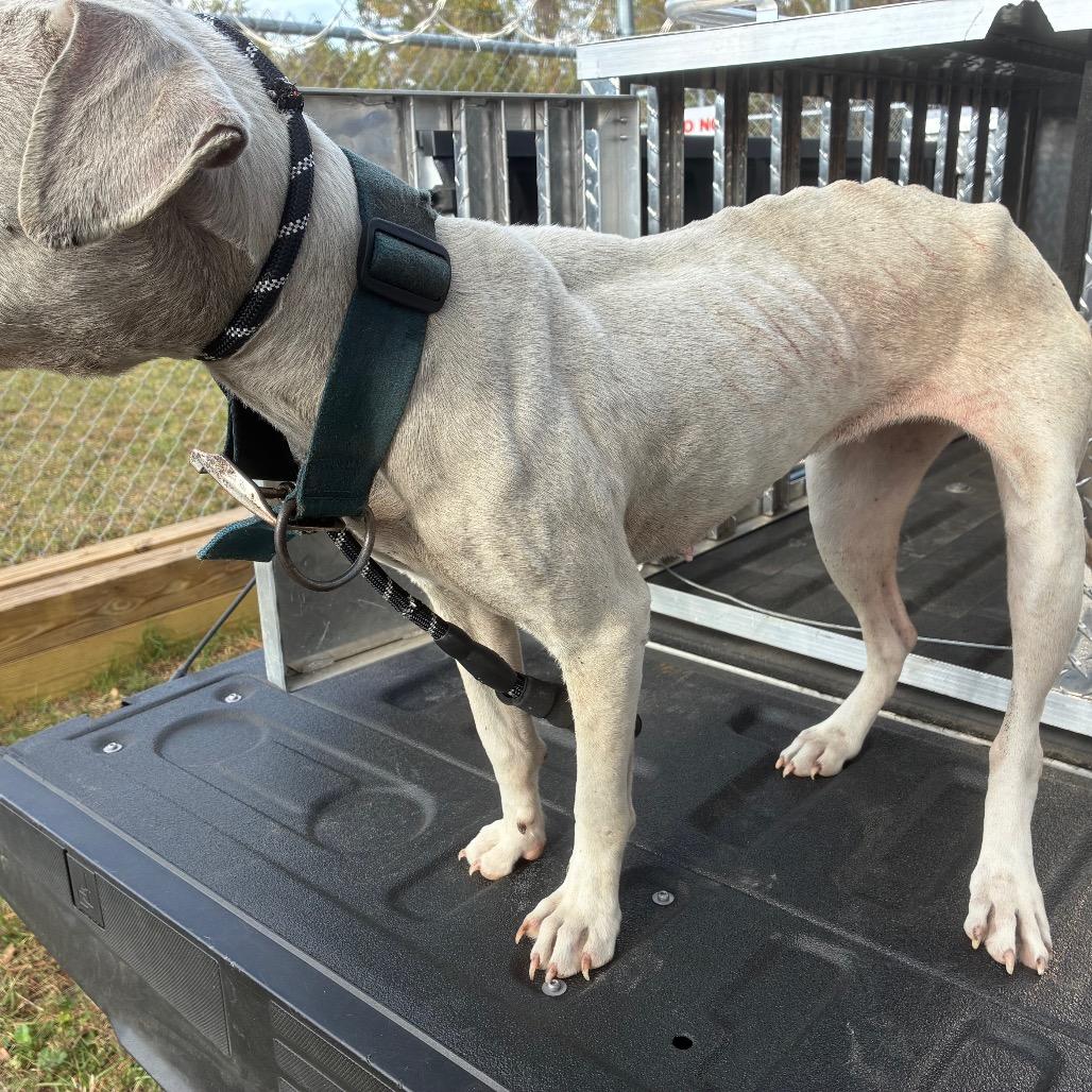 shug, Adoptable, Young Female English Bulldog.