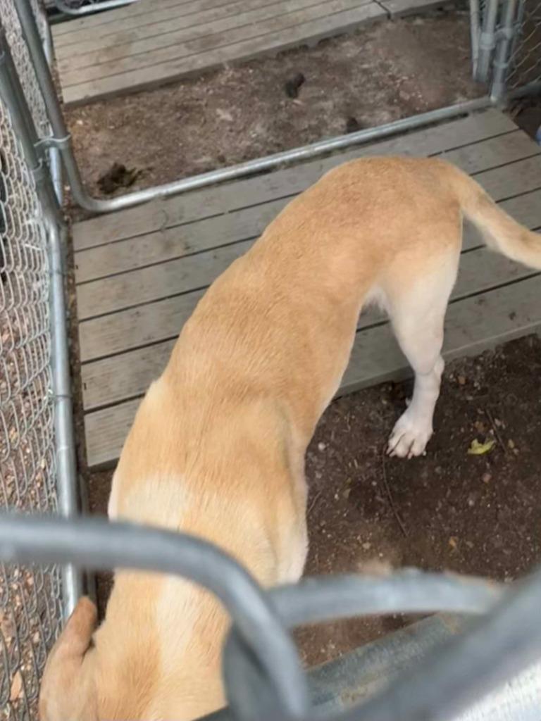 Enlarge Fidler - F/Blond Bombshell, a Adoptable mixed breed in Lockhart, TX image 1/6