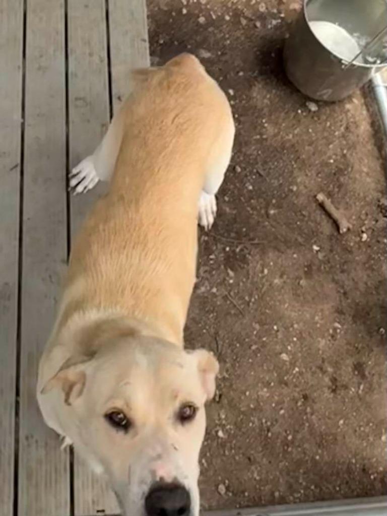 Enlarge Fidler - F/Blond Bombshell, a Adoptable mixed breed in Lockhart, TX image 2/6