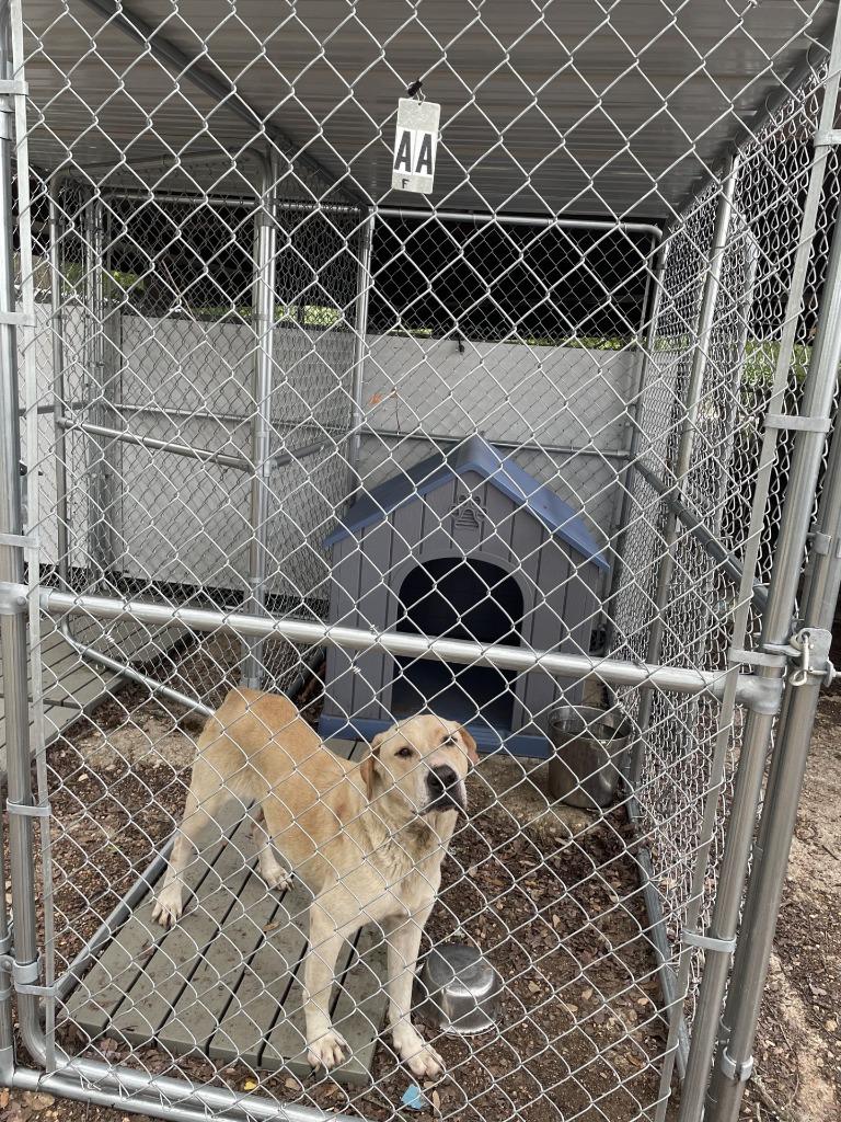 Enlarge Fidler - F/Blond Bombshell, a Adoptable mixed breed in Lockhart, TX image 3/6