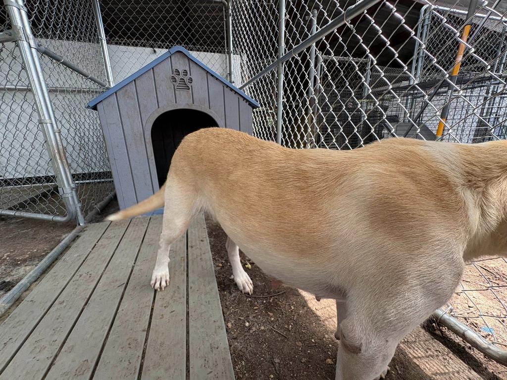 Enlarge Fidler - F/Blond Bombshell, a Adoptable mixed breed in Lockhart, TX image 4/6