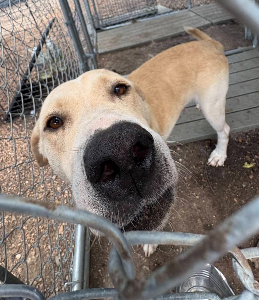 Enlarge Fidler - F/Blond Bombshell, a Adoptable mixed breed in Lockhart, TX image 5/6