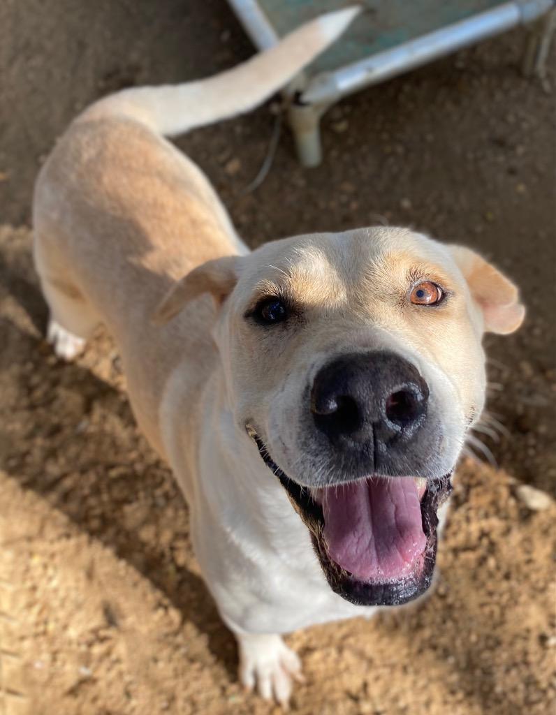 Enlarge Fidler - F/Blond Bombshell, a Adoptable mixed breed in Lockhart, TX image 6/6