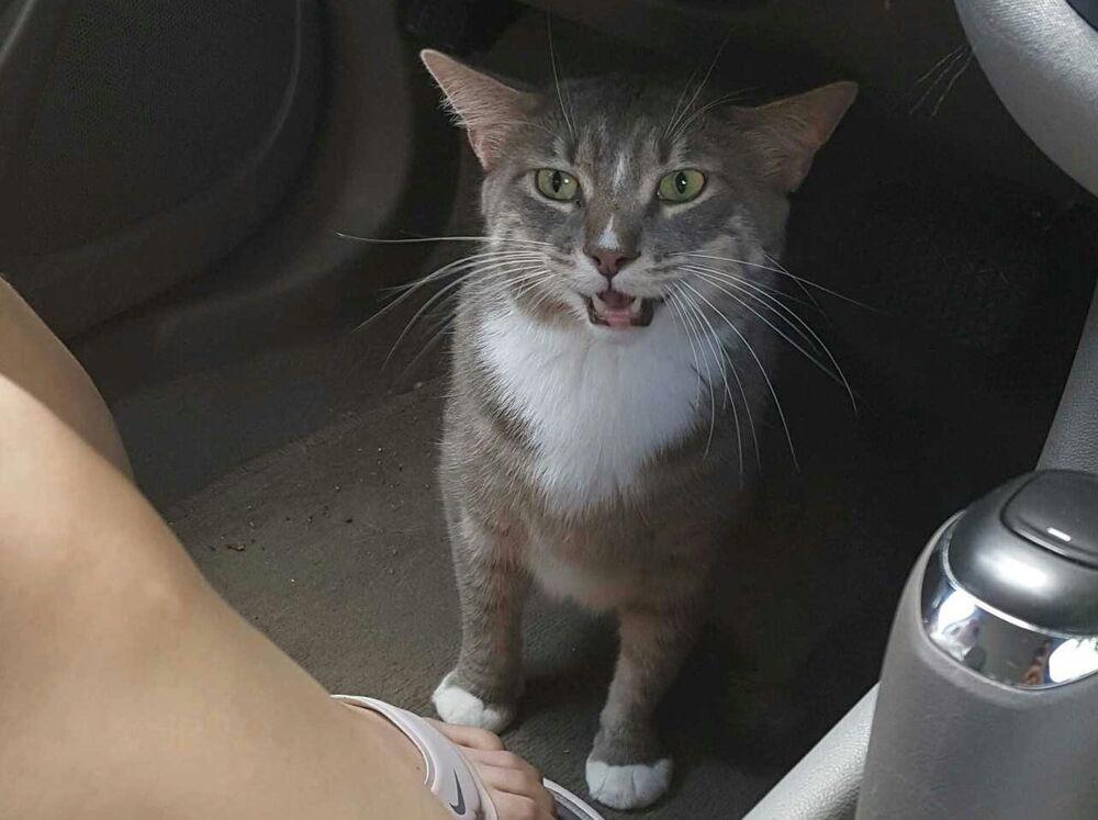 Enlarge Mittens, a Adoptable Domestic Short Hair in Metamora, IL image 1/1