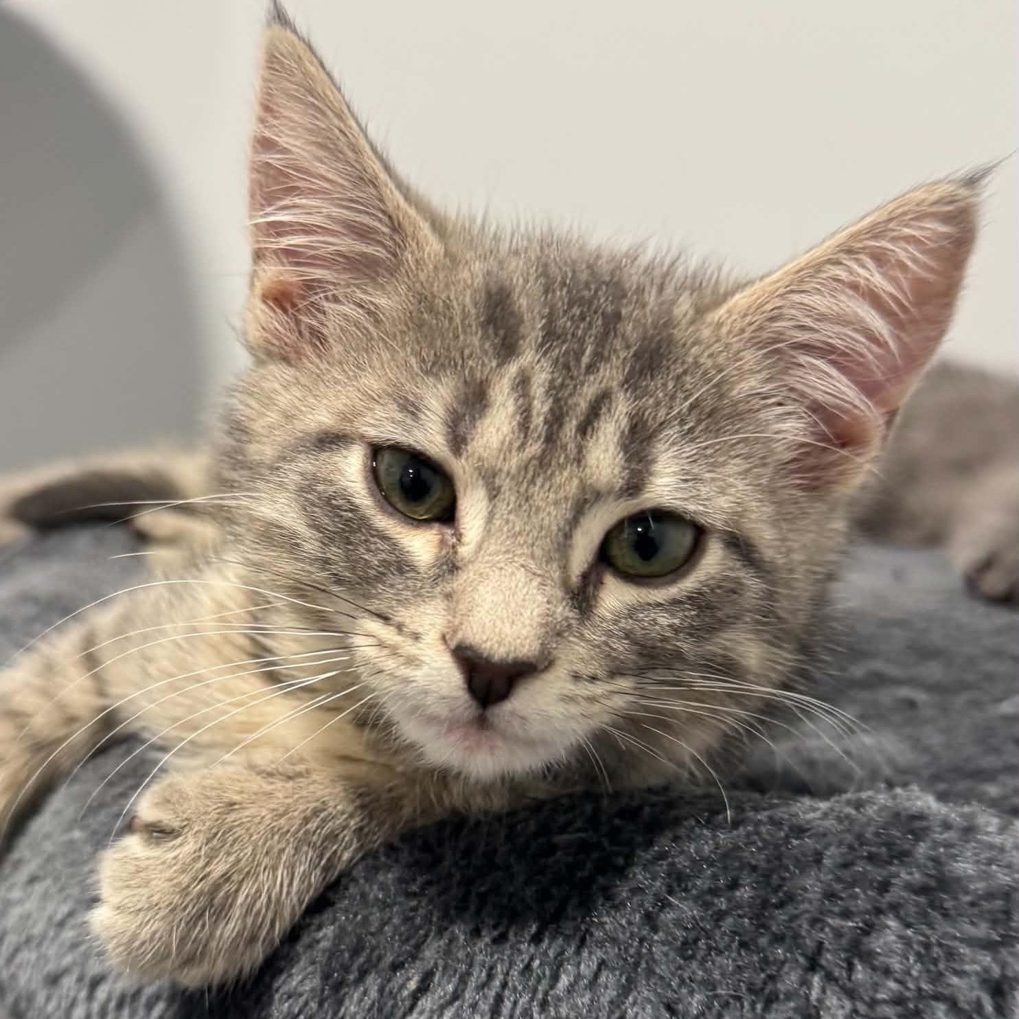 Wrangler, ADOPTABLE, Kitten Female American Shorthair.