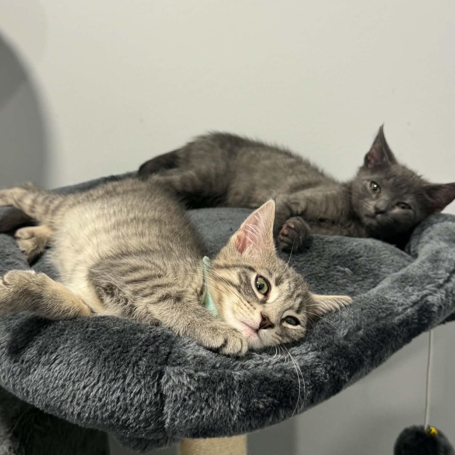 Enlarge Wrangler, a ADOPTABLE American Shorthair in Danbury, CT image 3/3