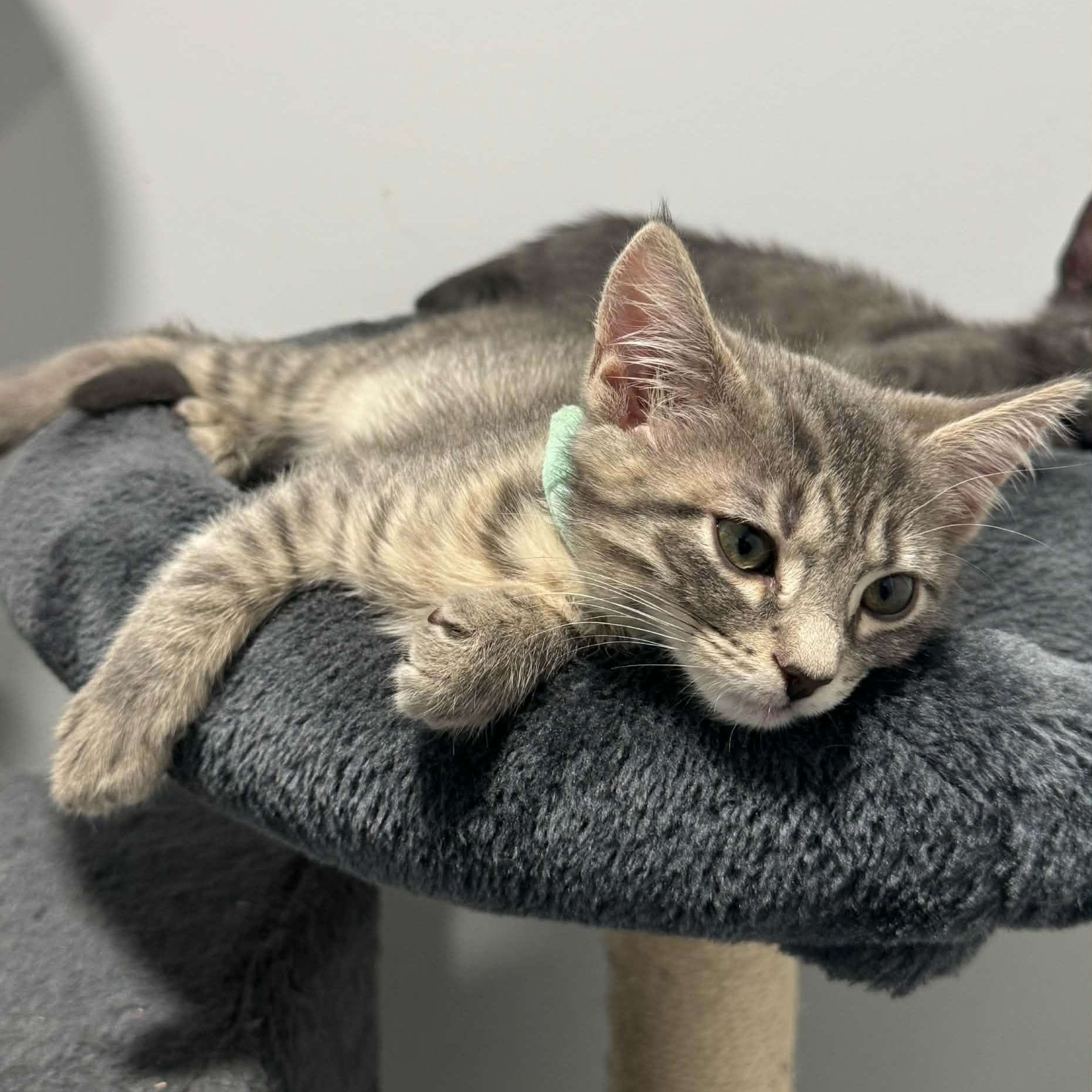 Enlarge Wrangler, a ADOPTABLE American Shorthair in Danbury, CT image 2/3