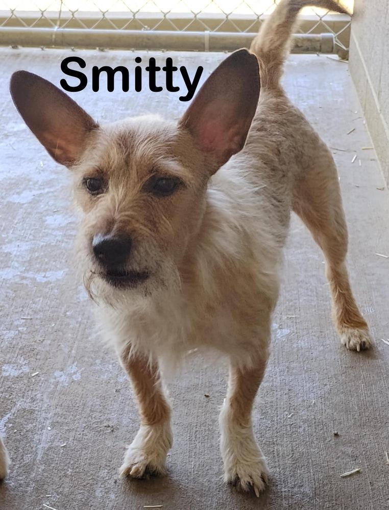 Enlarge Smitty, a Adoptable mixed breed in Bartlesville, OK image 2/2