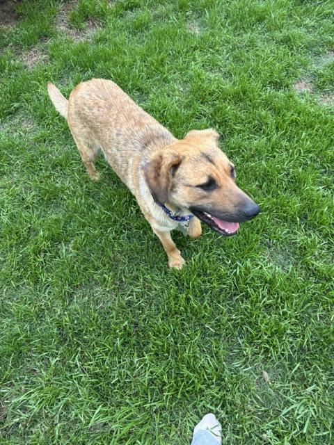 Enlarge Dani Bea, a Adoptable Anatolian Shepherd in Wakefield, RI image 1/3