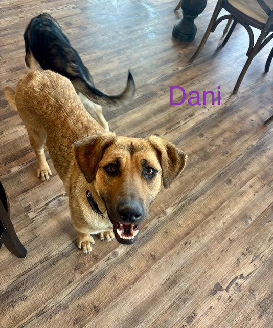 Enlarge Dani Bea, a Adoptable Anatolian Shepherd in Wakefield, RI image 2/3