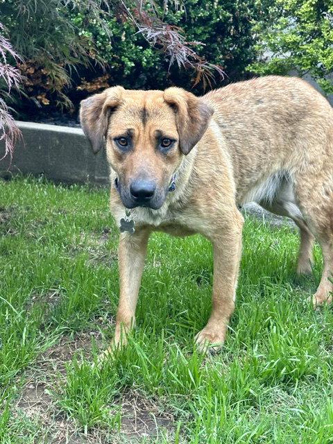 Enlarge Dani Bea, a Adoptable Anatolian Shepherd in Wakefield, RI image 3/3