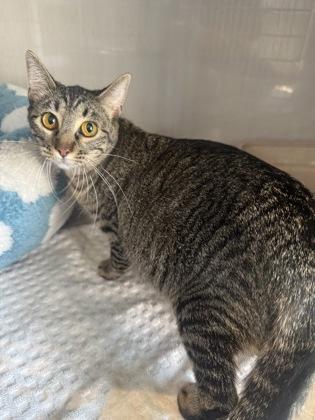 Snowflake, Adoptable, Adult Female Domestic Short Hair & Domestic Short Hair.