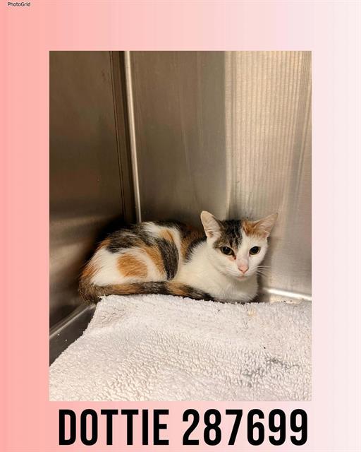 Enlarge DOTTIE, a Adoptable Domestic Short Hair in Macon, GA image 1/1