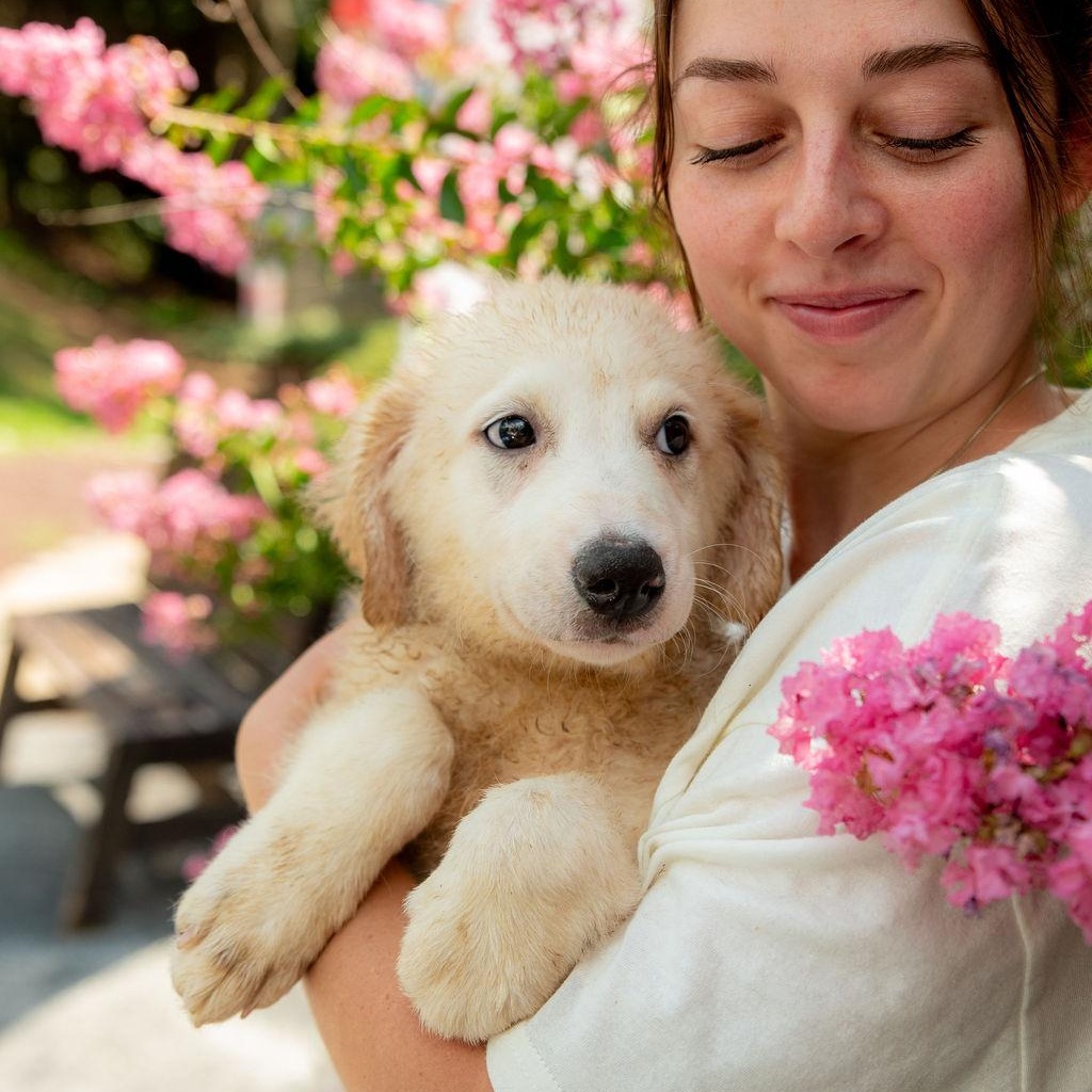 Merino, Adoptable, Puppy Female Maremma Sheepdog & Great Pyrenees.