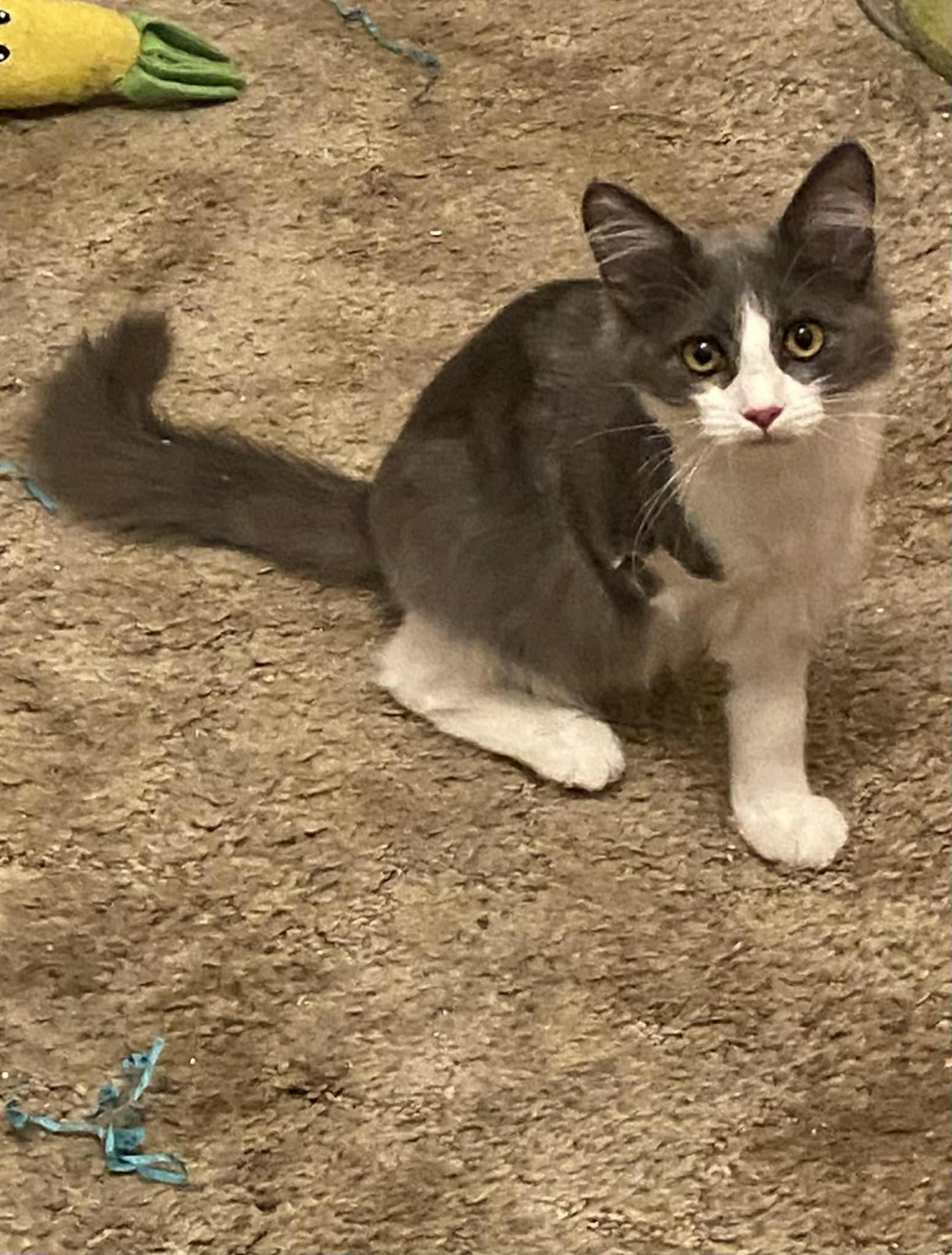 Bugs Bunny thumbnail 4