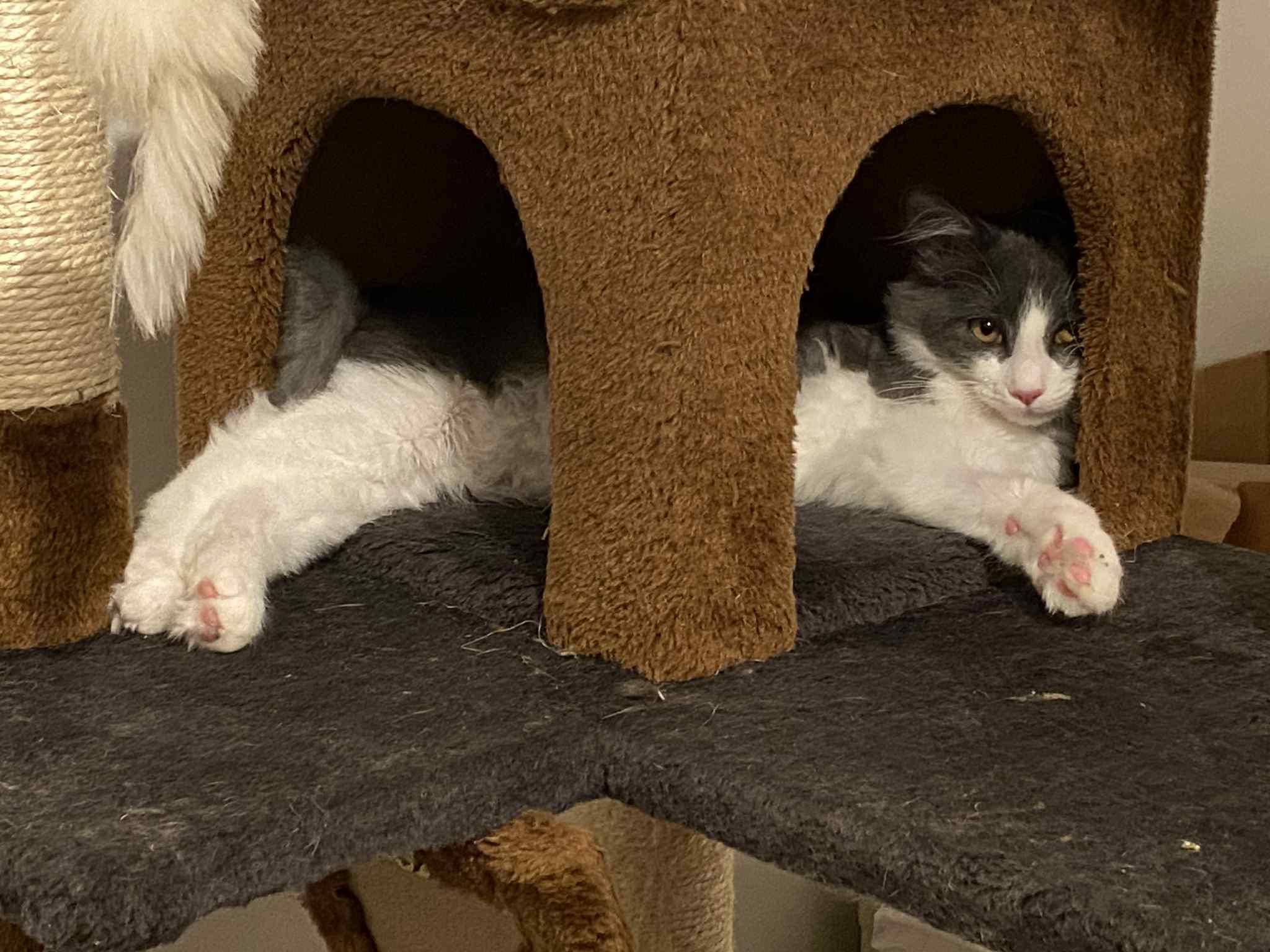 Bugs Bunny thumbnail 3