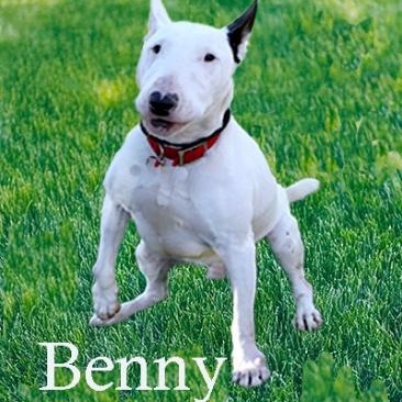 Enlarge Benny, a Adoptable Bull Terrier in Palm Desert, CA image 1/1