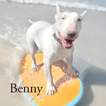 Enlarge Benny, a Adoptable Bull Terrier in Palm Desert, CA image 1/1