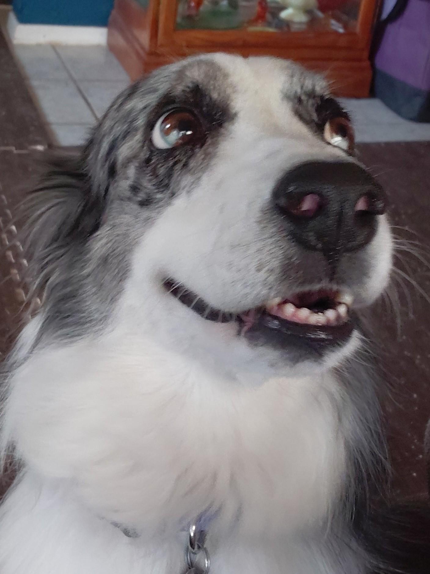 Nala