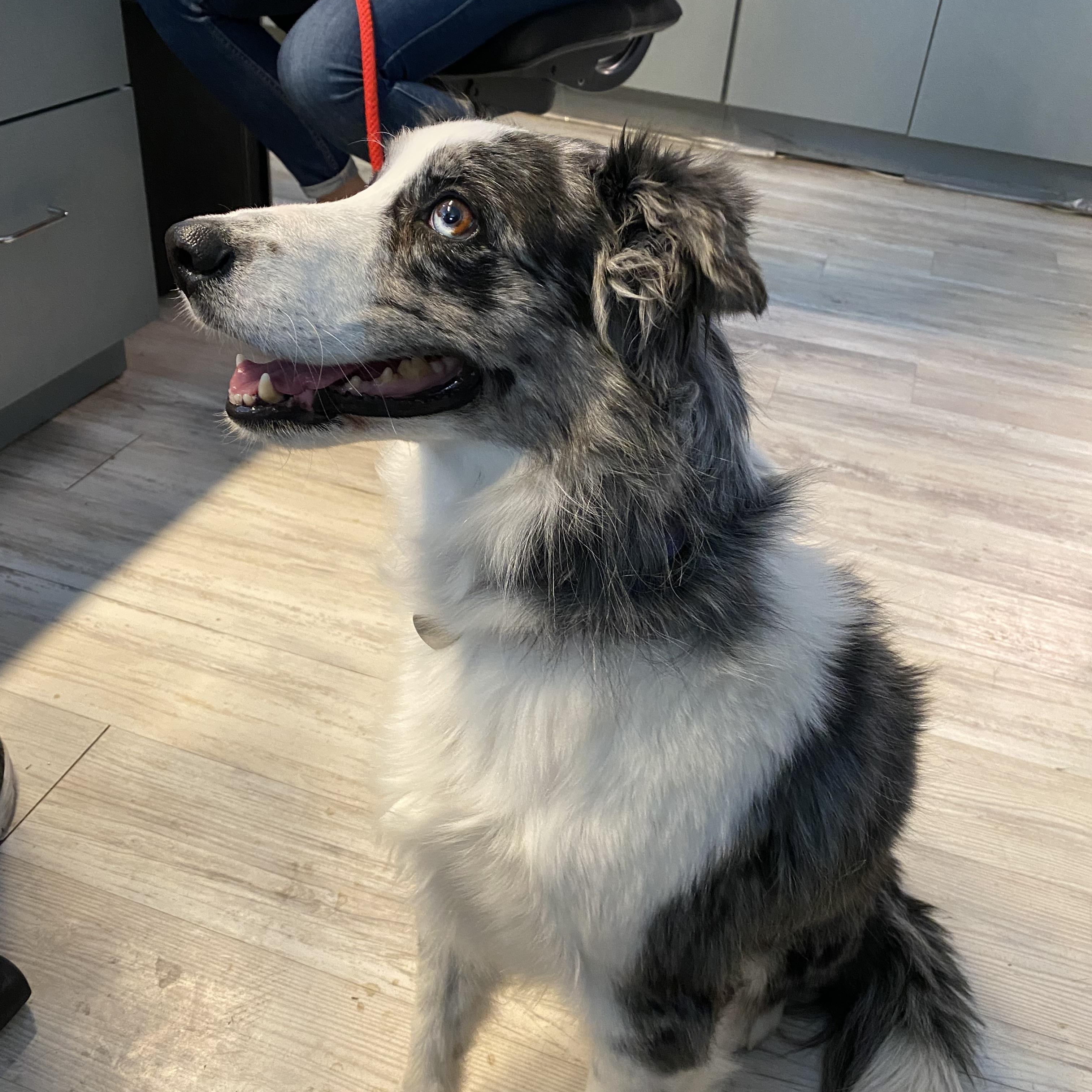 Nala