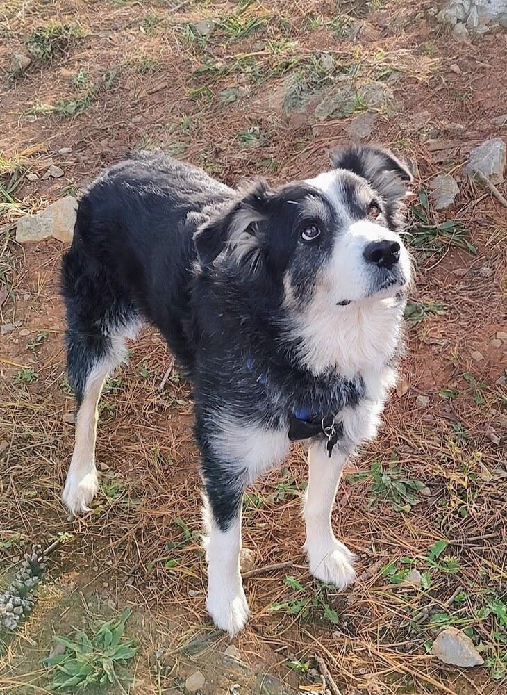 Enlarge Petey TN, a Adoptable mixed breed in Sparta, TN image 6/6