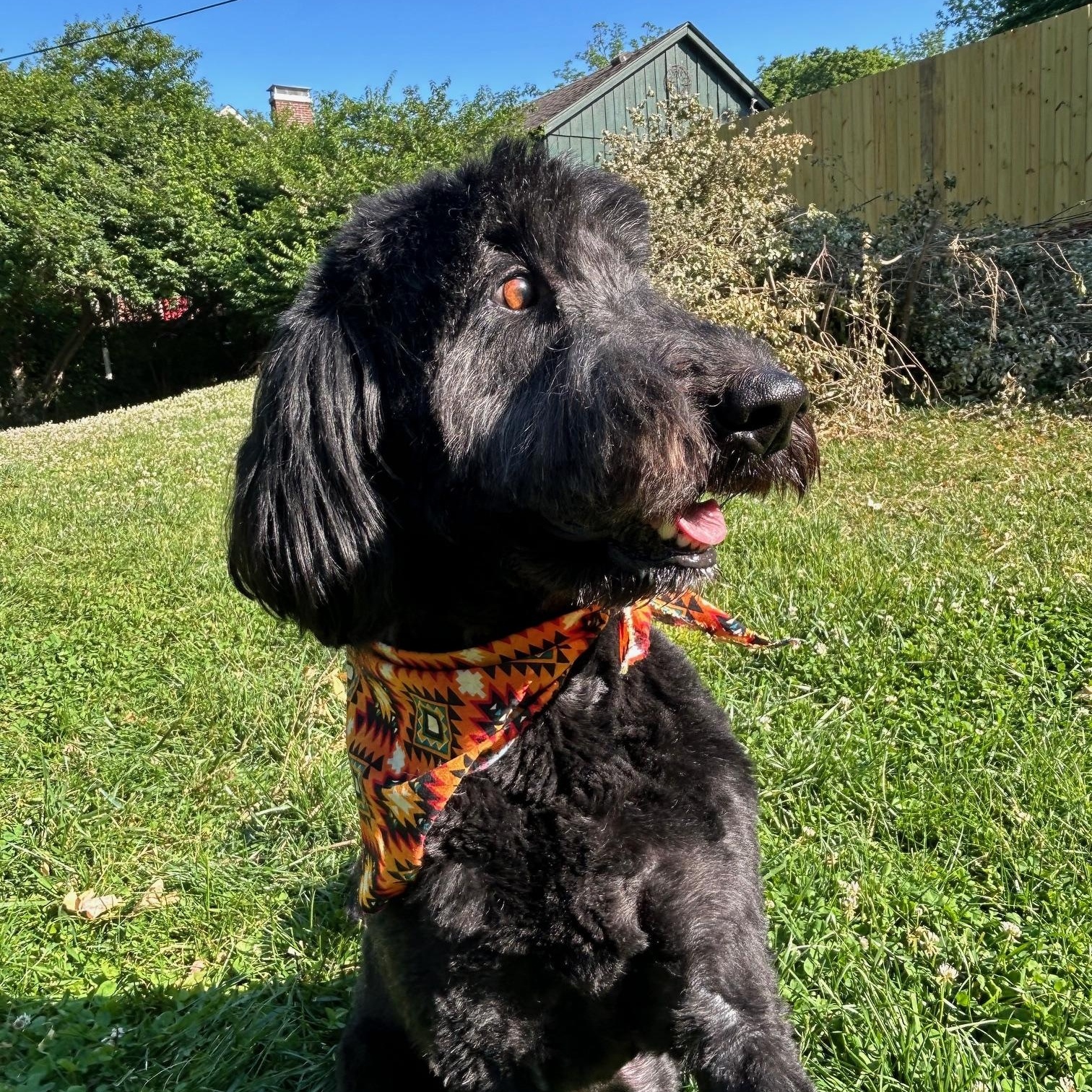 Wylee, an adopted Goldendoodle in Lexington, KY image 2/3