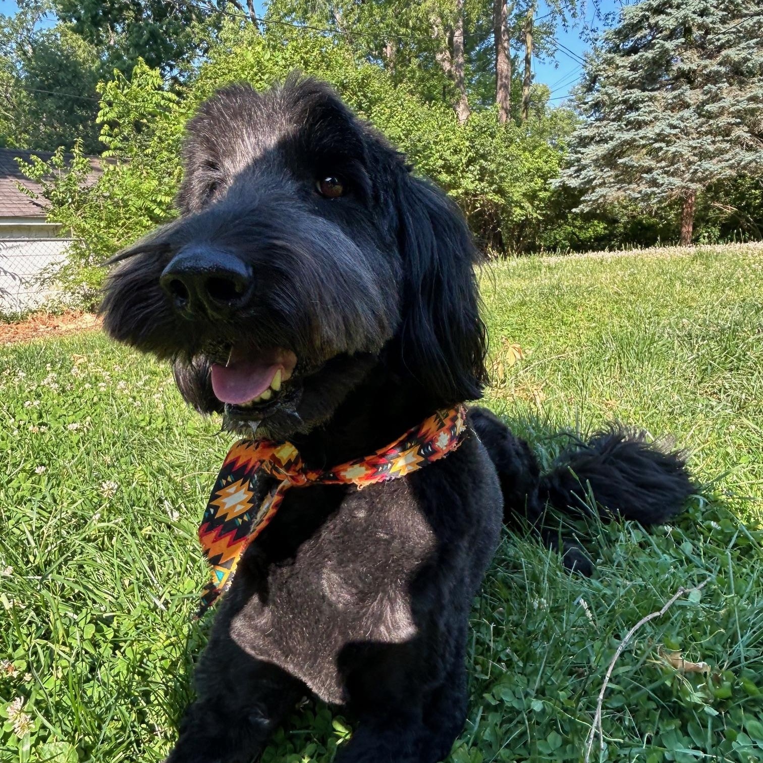 Wylee, adopted, Adult Male Goldendoodle.