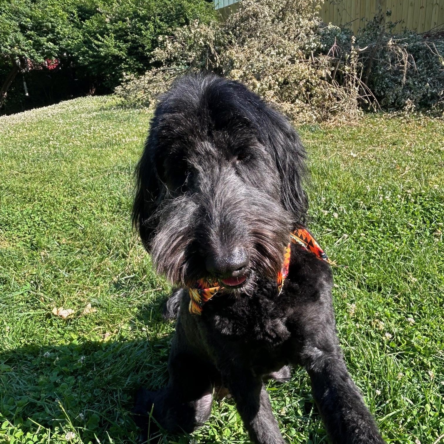 Wylee, an adopted Goldendoodle in Lexington, KY image 3/3