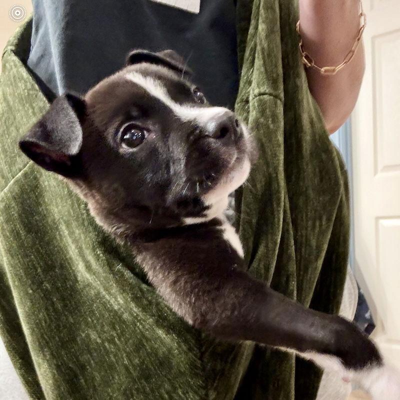 Christmas, Adopted, Puppy Male American Staffordshire Terrier.