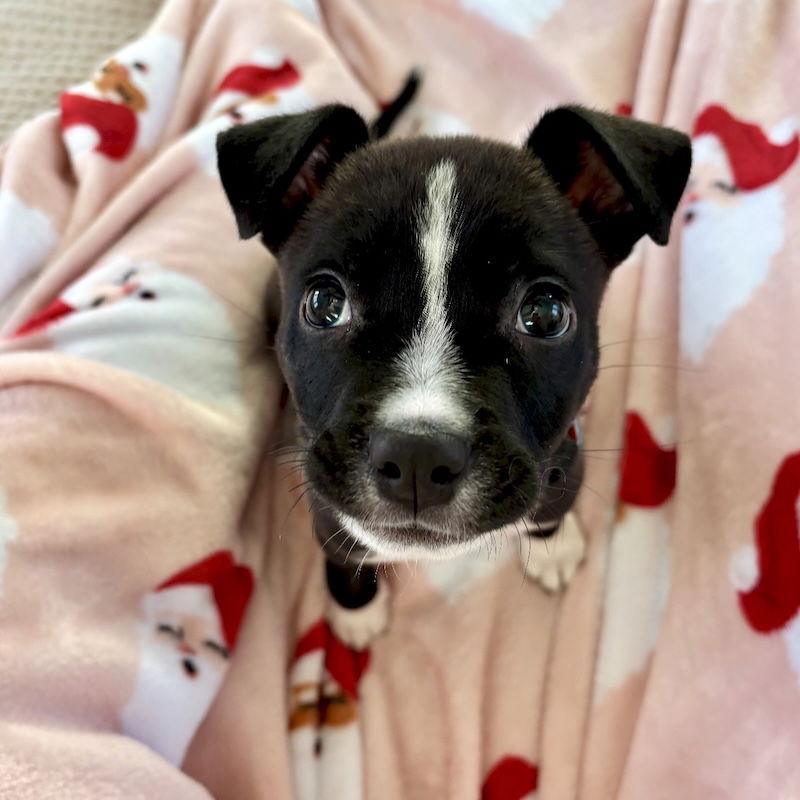Christmas, a Adopted American Staffordshire Terrier in San Juan Capistrano, CA image 2/3