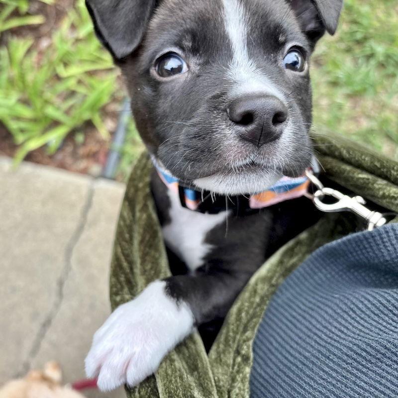 Christmas, a Adopted American Staffordshire Terrier in San Juan Capistrano, CA image 3/3