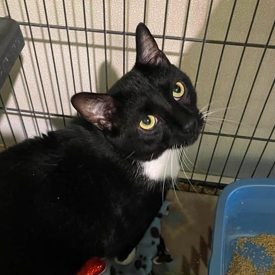 Sumo, ADOPTABLE, Adult Male Domestic Short Hair.